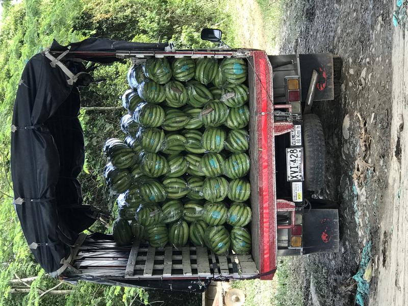 Ford 350 • 1995 • 146,000 km 5