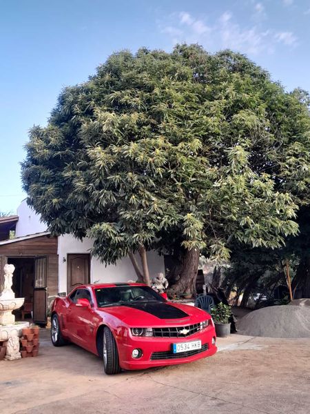 Chevrolet Camaro • 2011 • 60,015 km 2