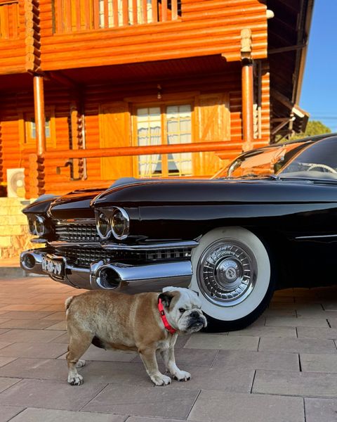 Cadillac DeVille • 1959 • 60,000 km 3