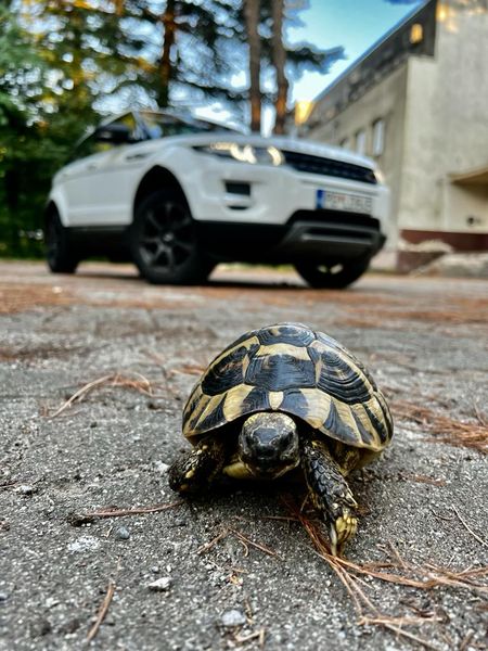 Land Rover Range Rover Evoque • 2012 • 175,000 km 7