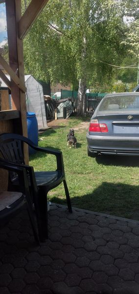 BMW 316i • 2006 • 280,000 km 5