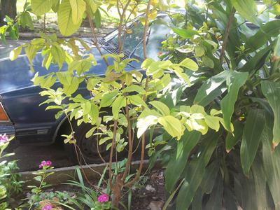 Chevrolet 1500 • 1986 • 4 km